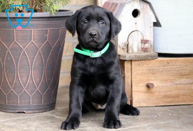 Dolly Black Lab image