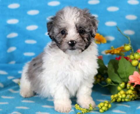 Domino Bichpoo