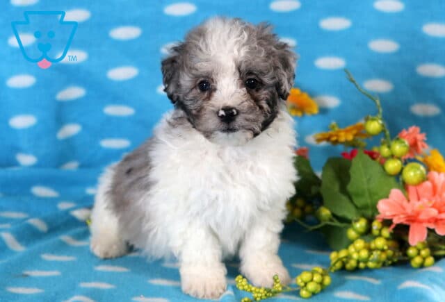 Domino Bichpoo image