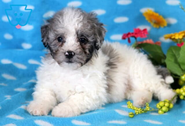 Domino Bichpoo2 image