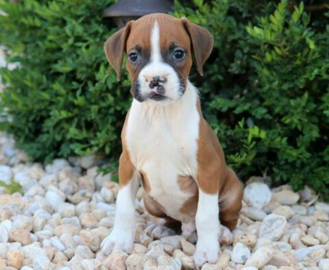 Domino Boxer