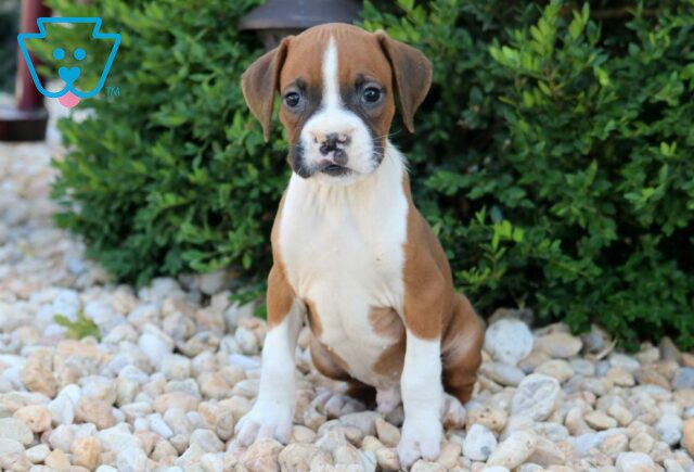 Domino Boxer image