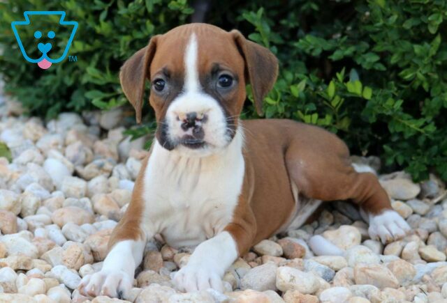 Domino Boxer2 image