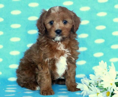 Domino Cavapoo