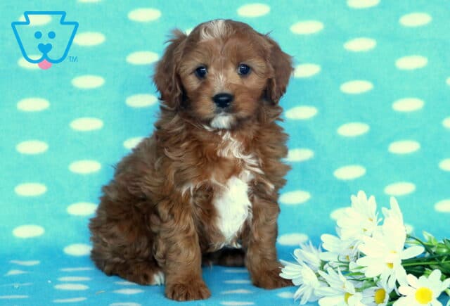 Domino Cavapoo image