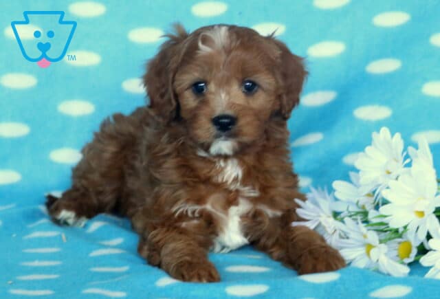 Domino Cavapoo2 image