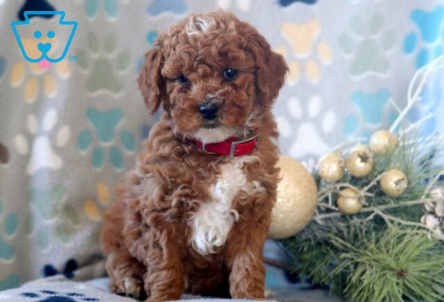Domino Mini Poodle image