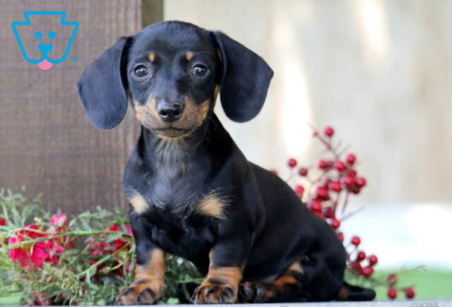 Dora Mini Dachshund