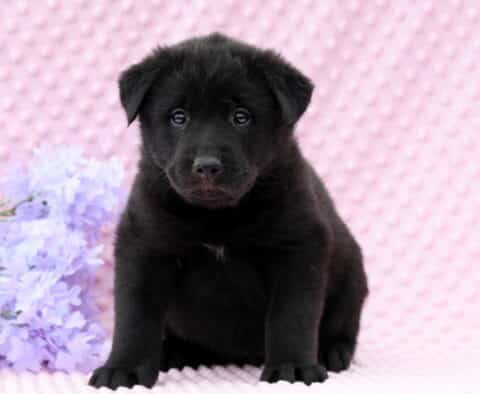 Dori Lab Mix