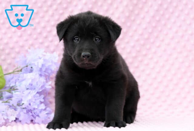 Dori Lab Mix image