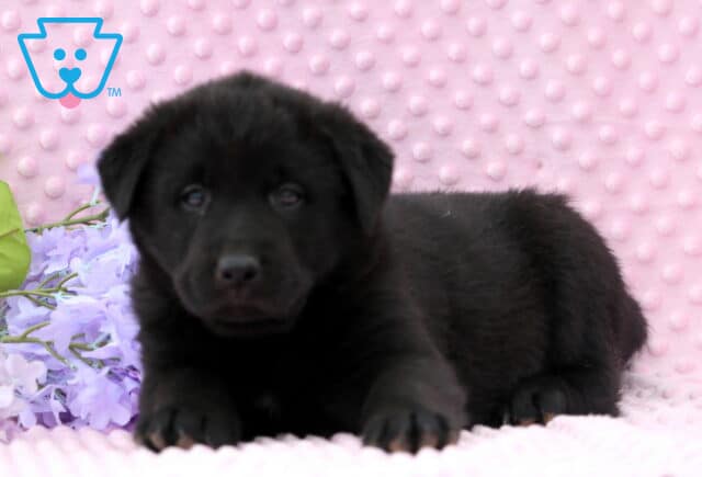 Dori Lab Mix2 image