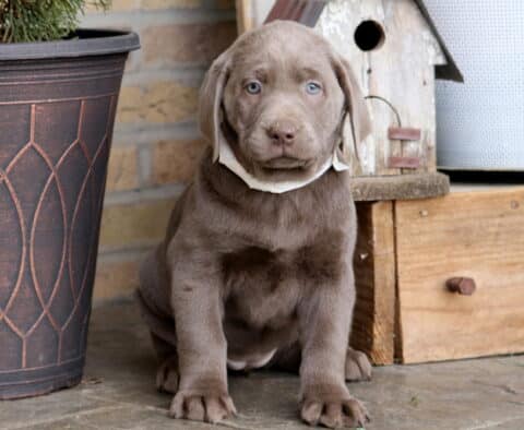 Dori Silver Lab