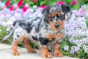 Dorkie