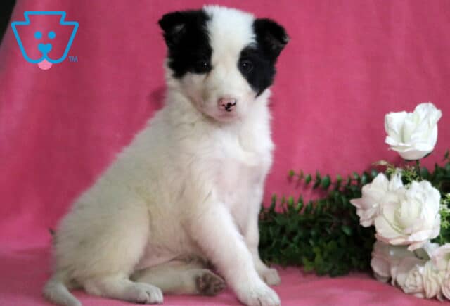 Dorothy Border Collie image