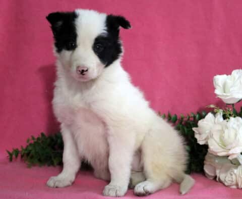 Dorothy Border Collie2