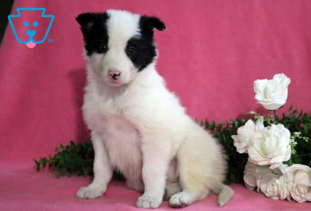 Dorothy Border Collie2 image