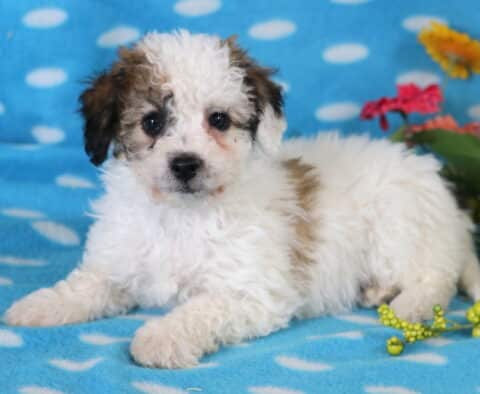 Dream Bichpoo