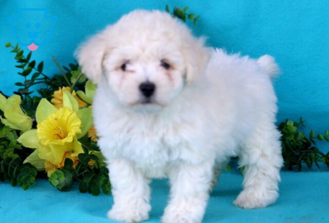 Duke Bichon 1-001