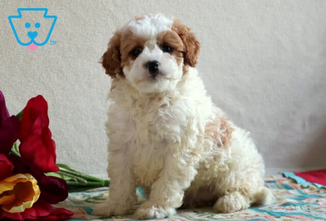 Duke Cavapoo image