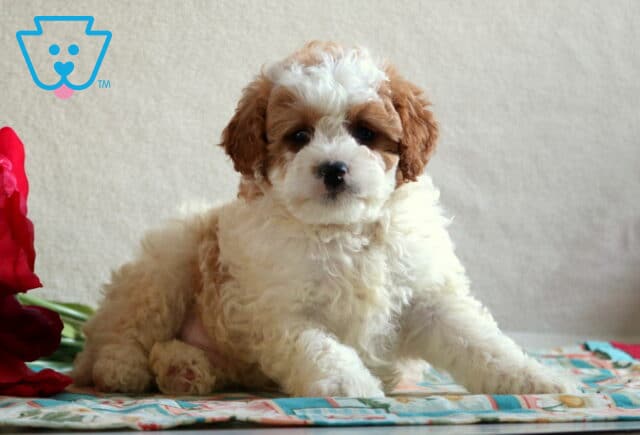 Duke Cavapoo2 image