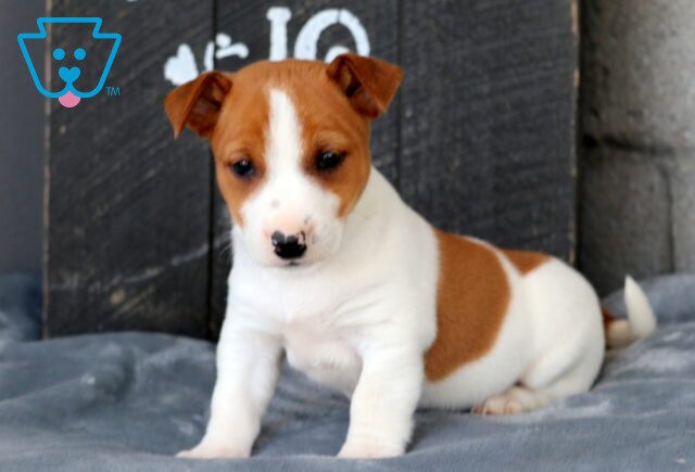 Duke Jack Russell 1-001