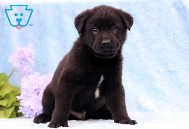 Duke Lab Mix image