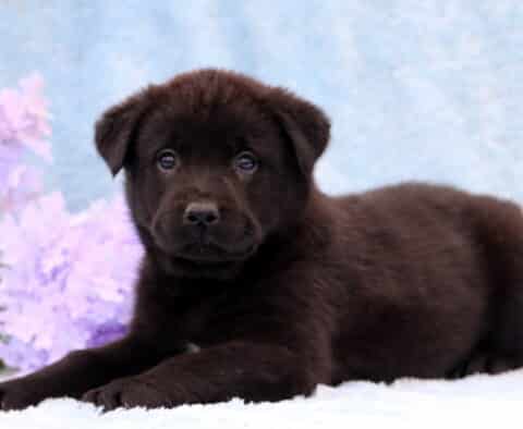 Duke Lab Mix2