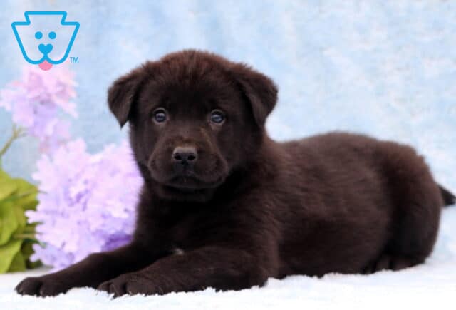 Duke Lab Mix2 image