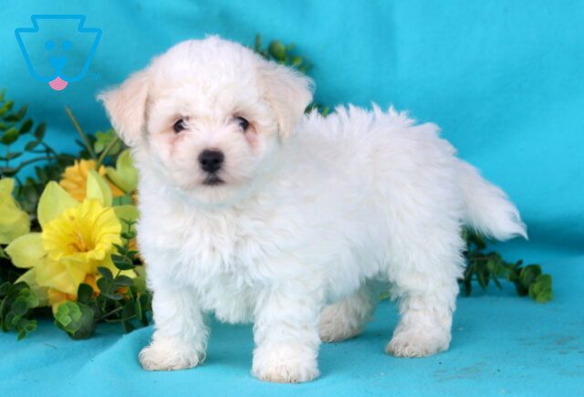 Dunkin Bichon 1-001