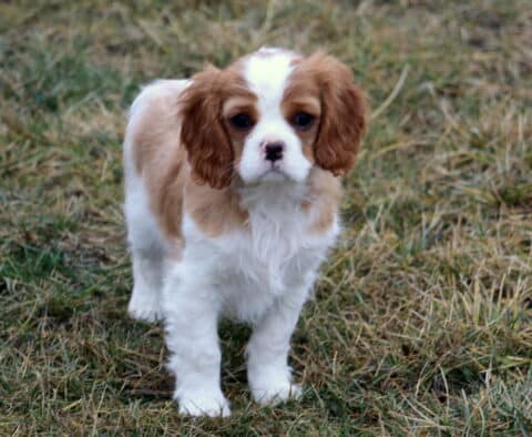 Dunkin Cavalier