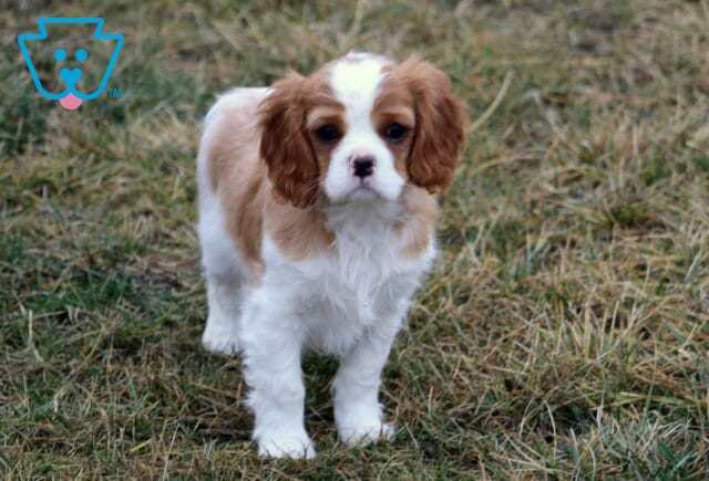 Dunkin Cavalier image