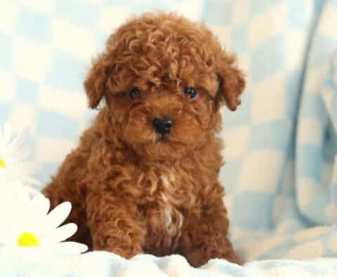 Dunkin Toy Poodle2