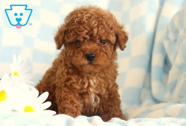 Dunkin Toy Poodle2 image