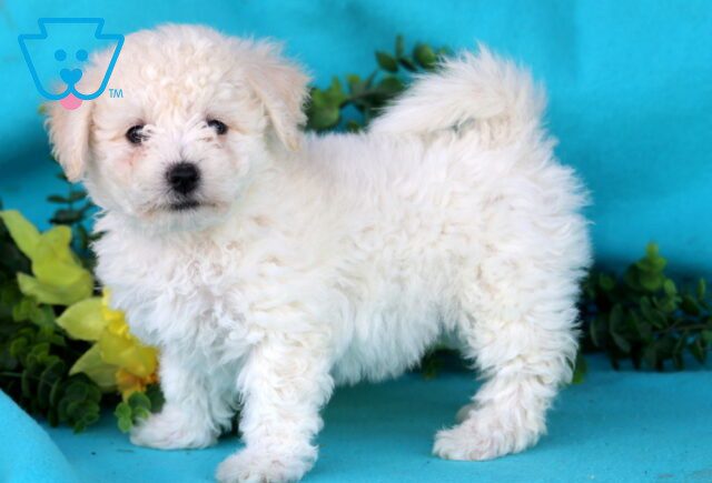 Dutchess Bichon 1-001