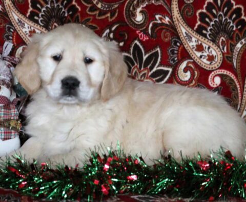 Dyno Golden