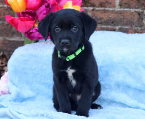 Echo Border Collie Mix