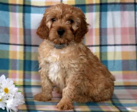 Echo Cavapoo