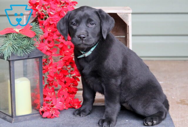 Elsie Black Lab 1