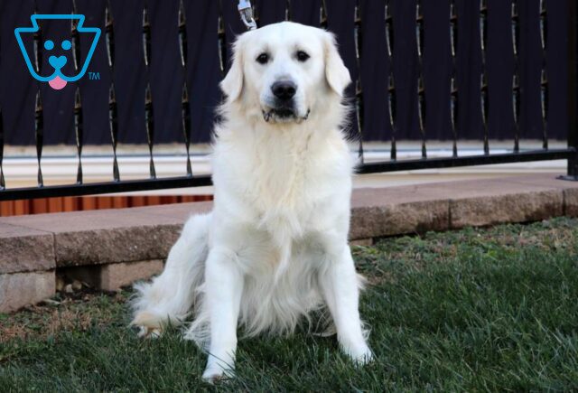 Emery Eng Cream Golden John Lapp image
