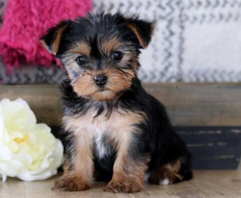Emmy Yorkie