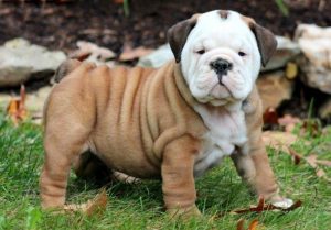 English Bulldog Puppies for sale