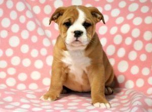 English Bulldog Mix