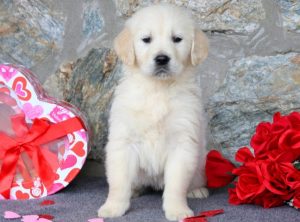 English Cream Golden Retriever Puppies for Sale