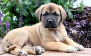English Mastiff puppies for sale