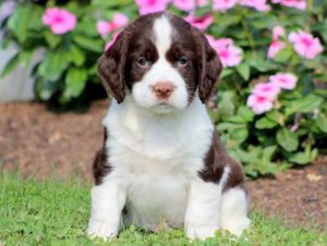 english springer spaniel puppies for sale