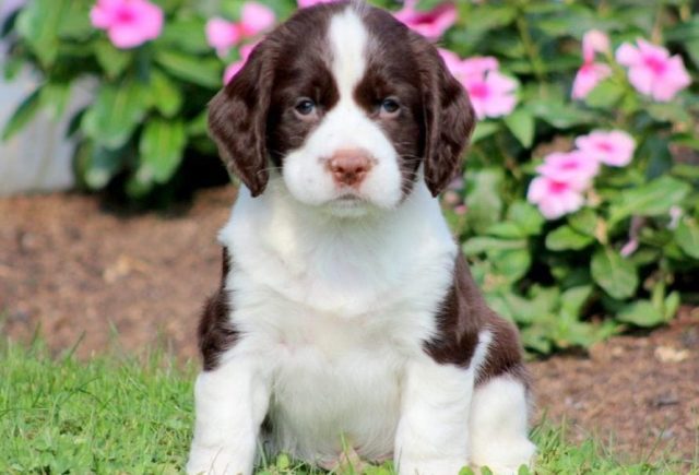 english springer spaniel puppies for sale