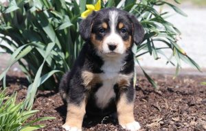Entlebucher Mountain Dog