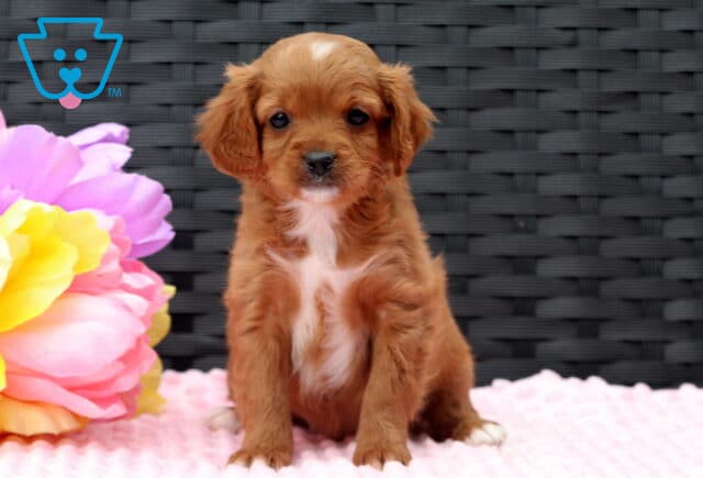 Fairy Cavapoo image