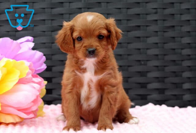 Fairy Cavapoo2 image