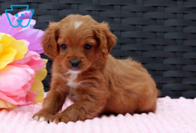 Fairy Cavapoo3 image
